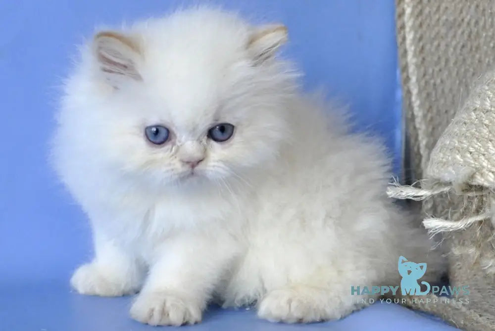 Alex Persian male cream pointed live animals