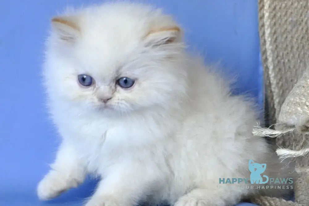 Alex Persian male cream pointed live animals