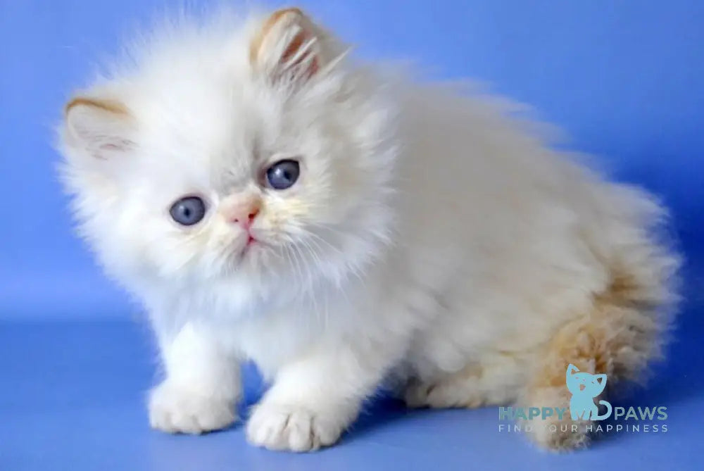 Alex Persian male red pointed live animals