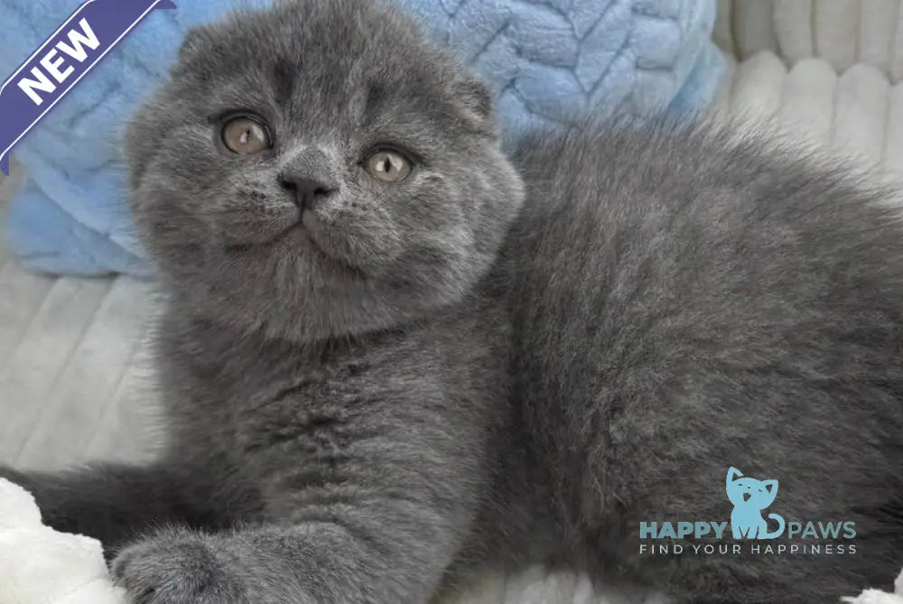 Alex Scottish Fold male blue live animals