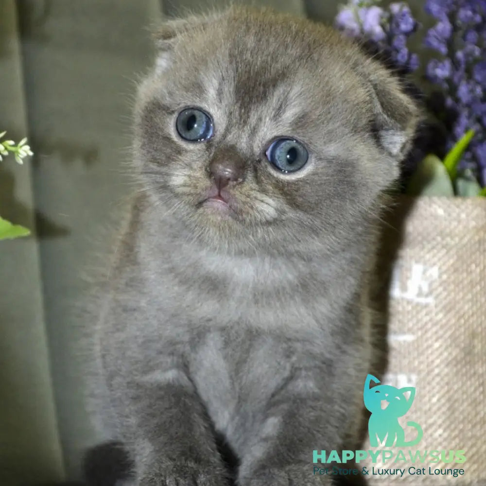Alex Scottish Fold male blue ticked tabby - live animals
