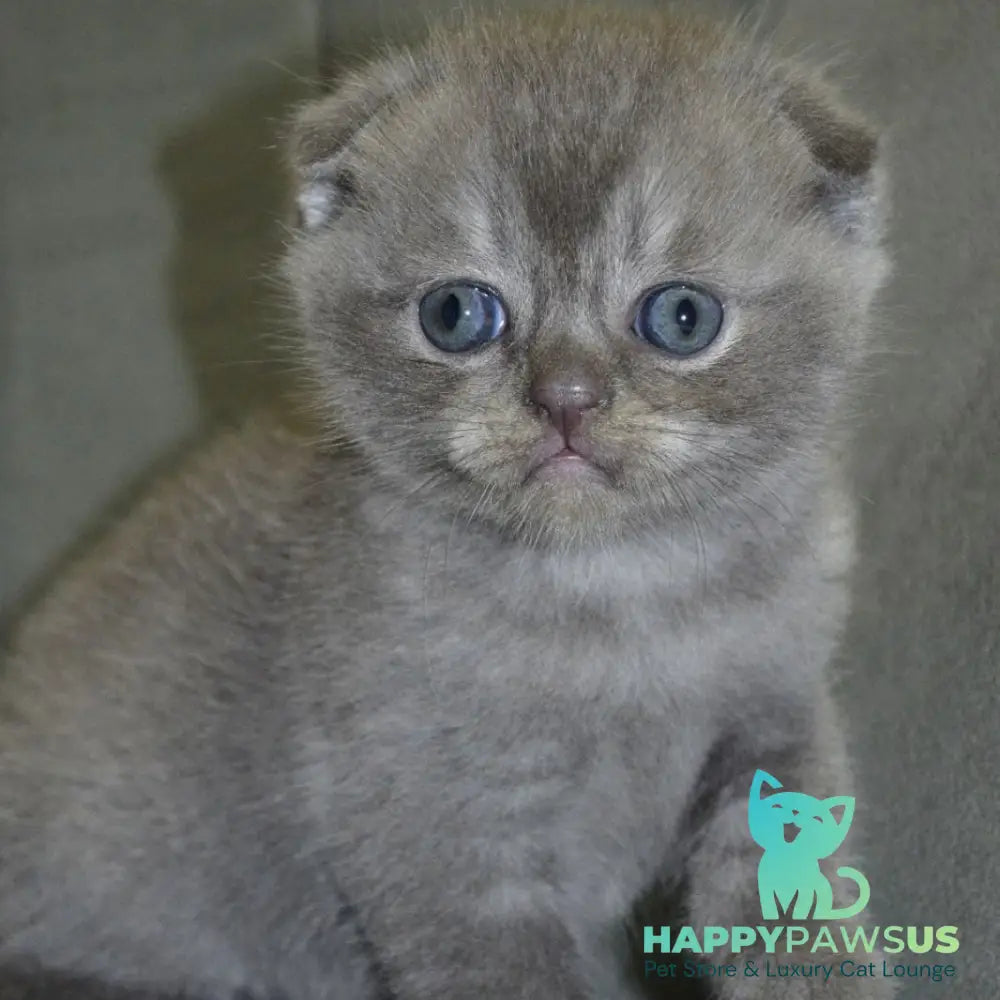 Alex Scottish Fold male blue ticked tabby - live animals