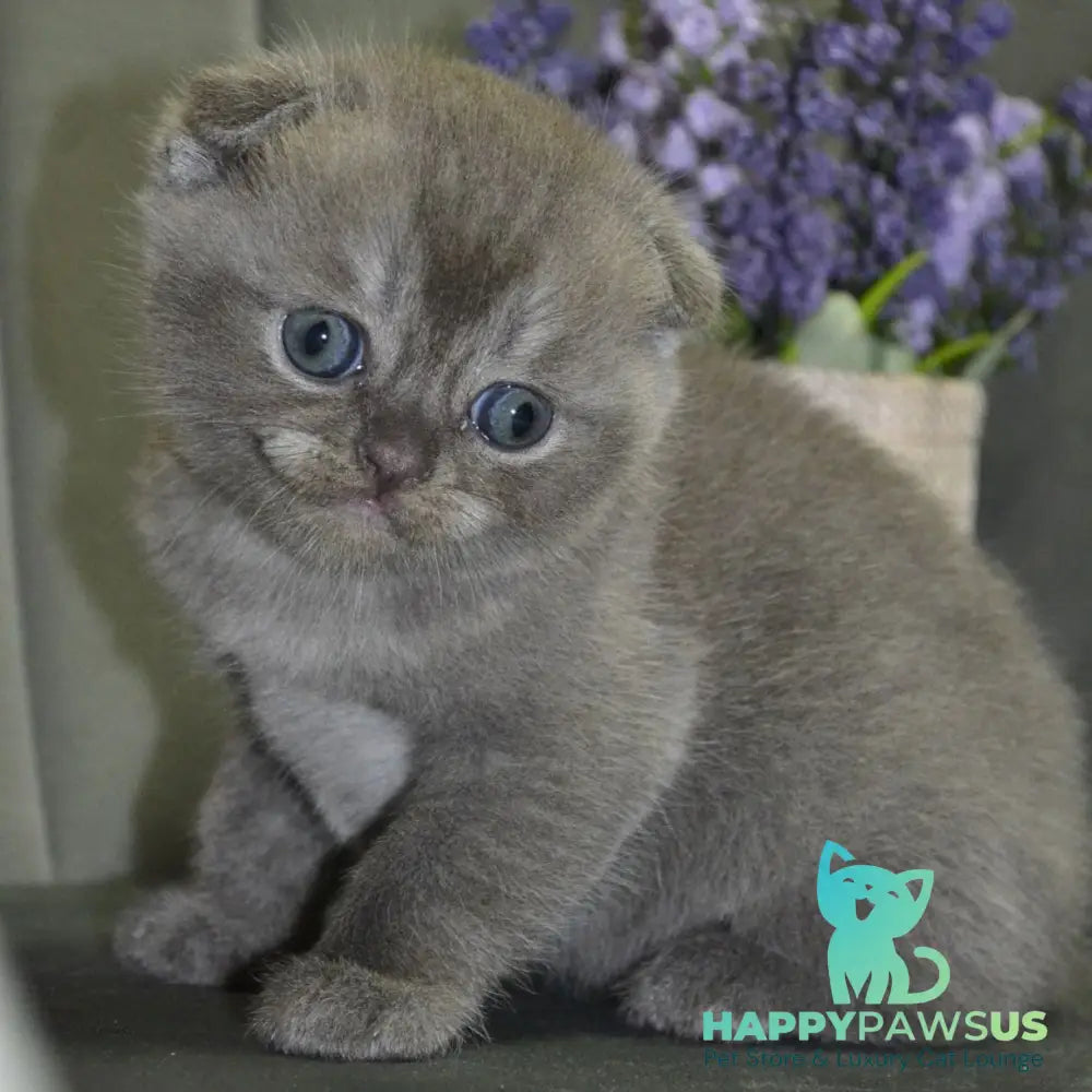 Alex Scottish Fold male blue ticked tabby - live animals