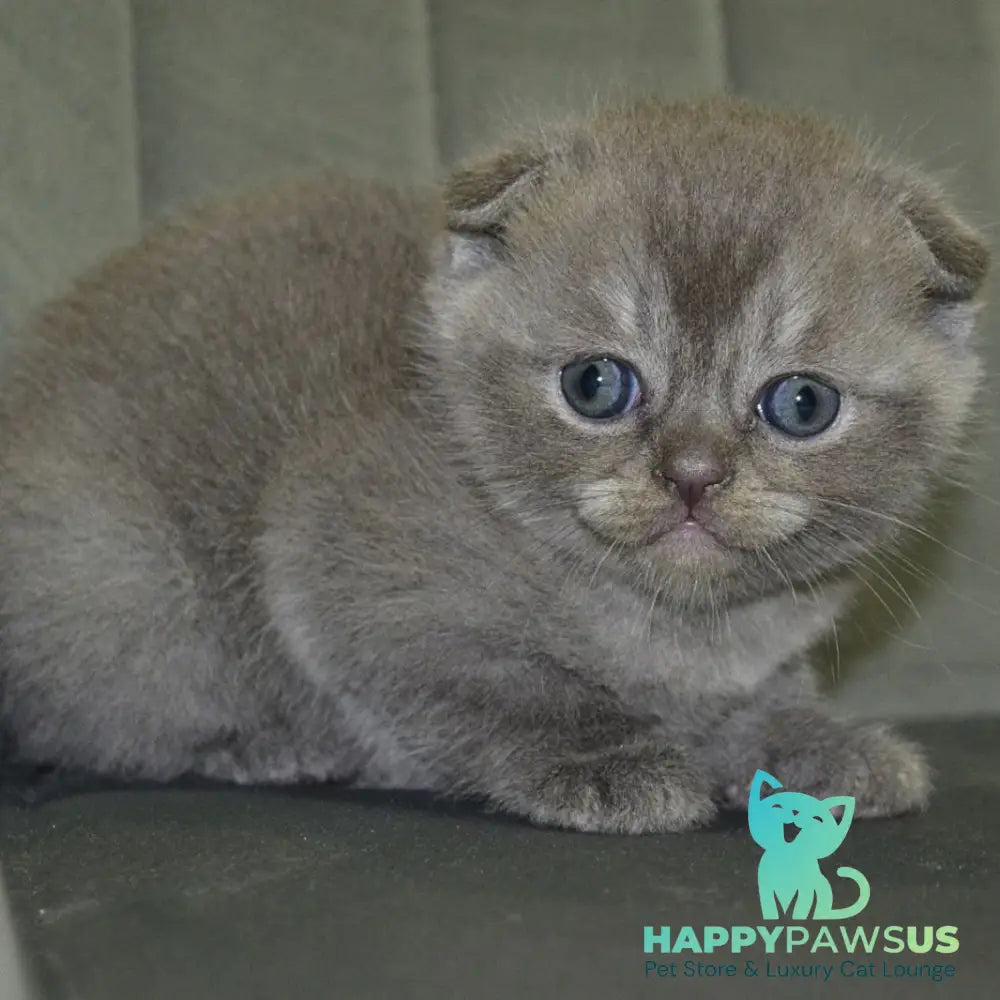 Alex Scottish Fold male blue ticked tabby - live animals