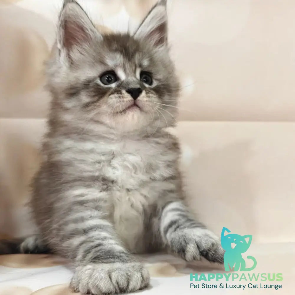 Alexander Maine Coon polydactyl 6x6x6x6 male black silver ticked tabby - live animals
