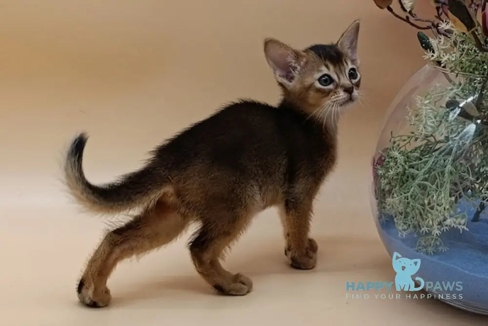 Alexandria Abyssinian female ruddy live animals