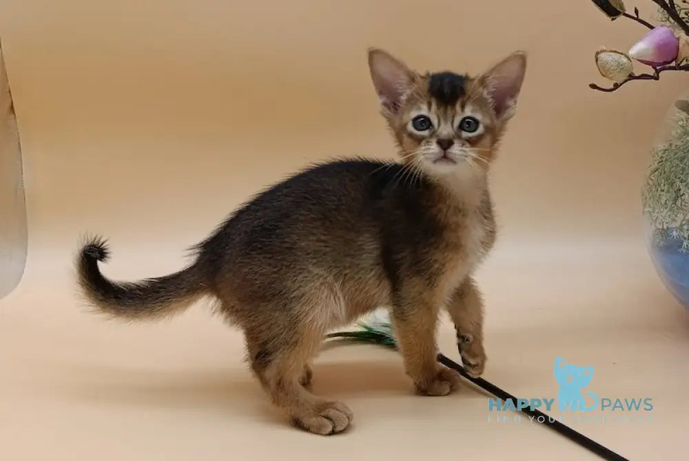 Alexandria Abyssinian female ruddy live animals