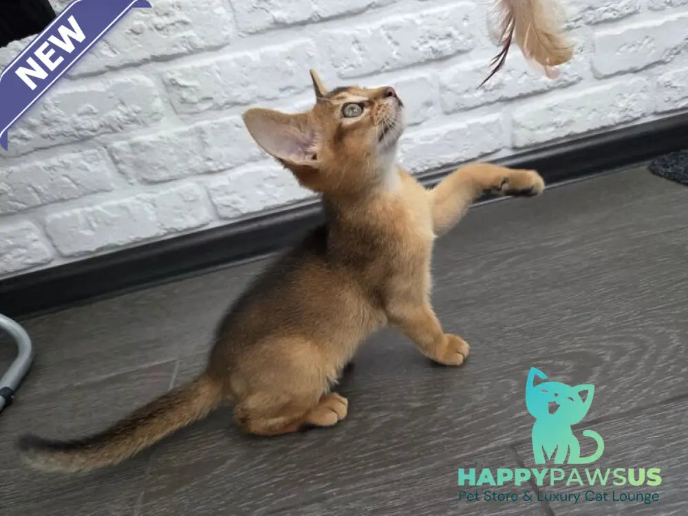 Alf Abyssinian male black - live animals