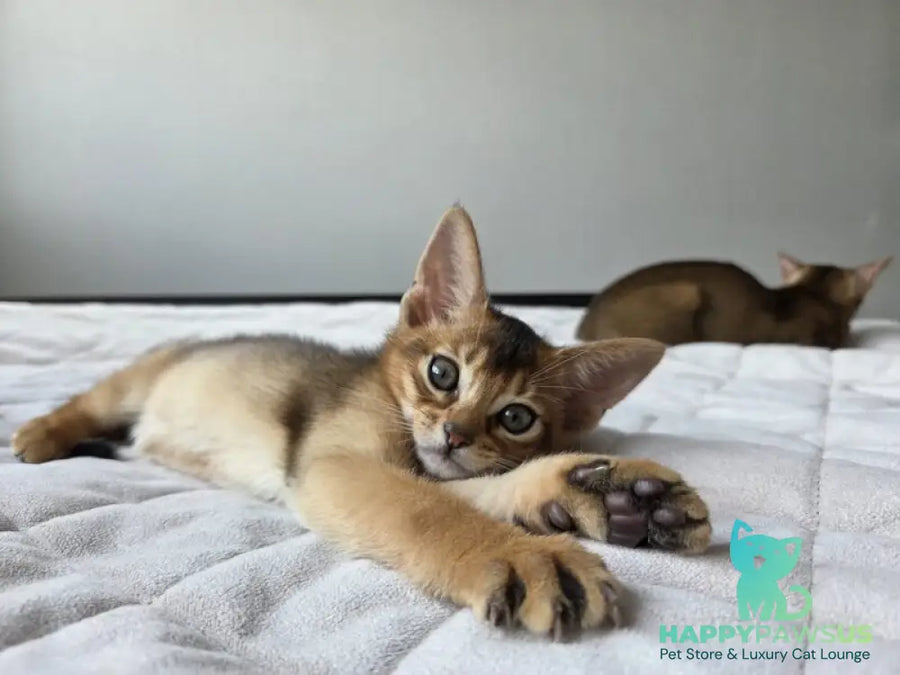 Alf Abyssinian male black - live animals