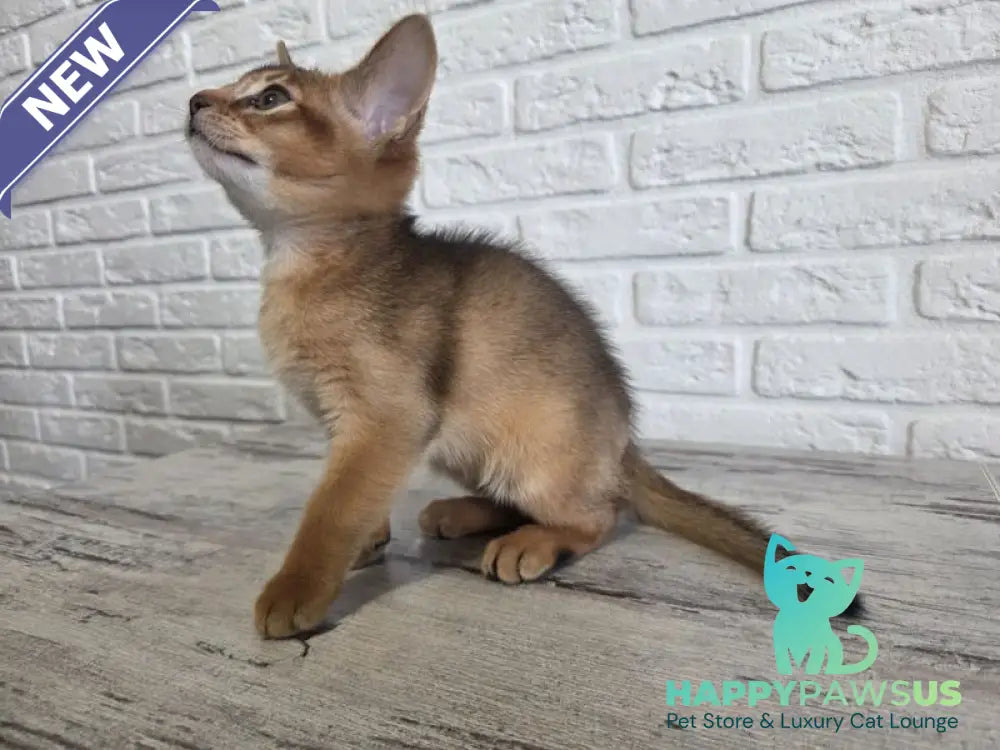 Alf Abyssinian male black - live animals
