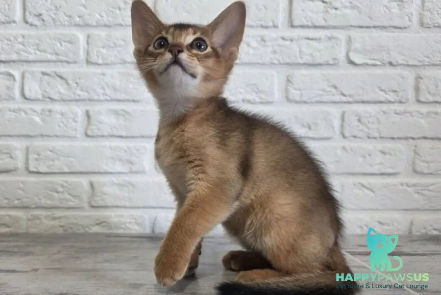 Alf Abyssinian male black - live animals