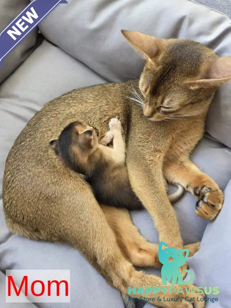 Alf Abyssinian male black - live animals