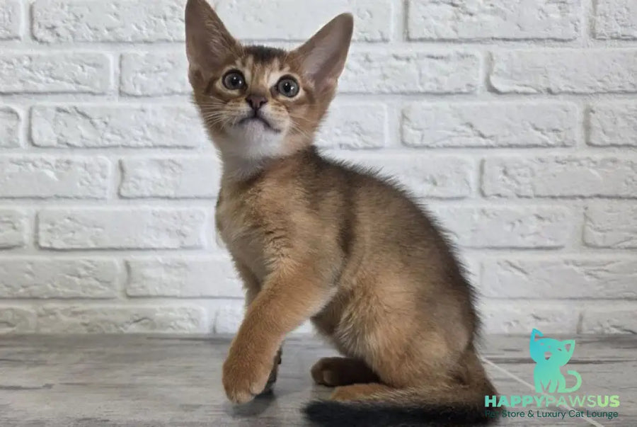 Alf Abyssinian male black - live animals
