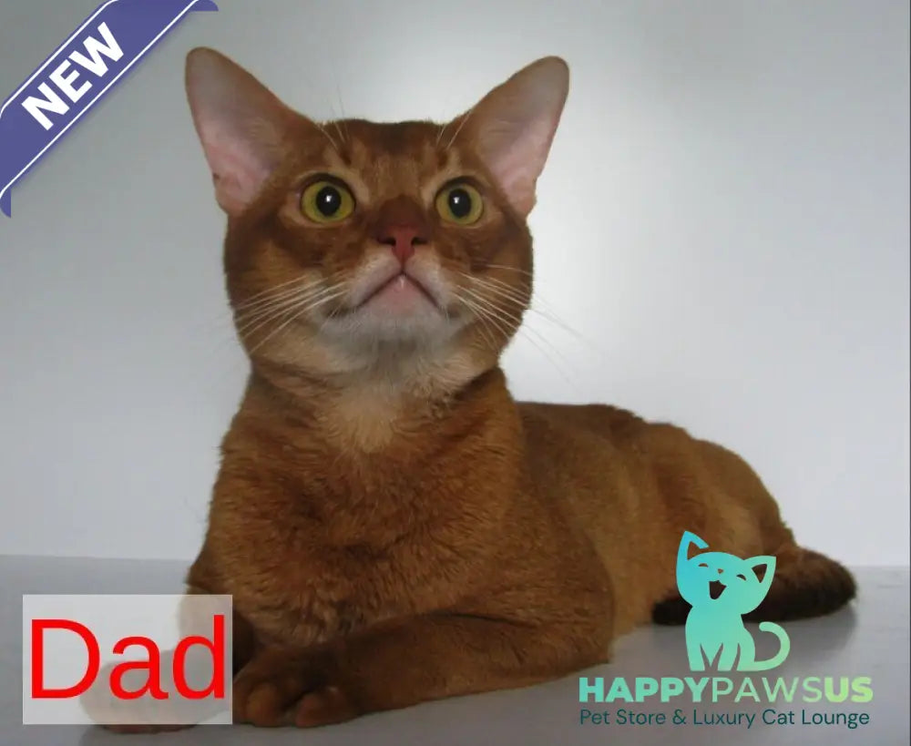 Alf Abyssinian male black - live animals