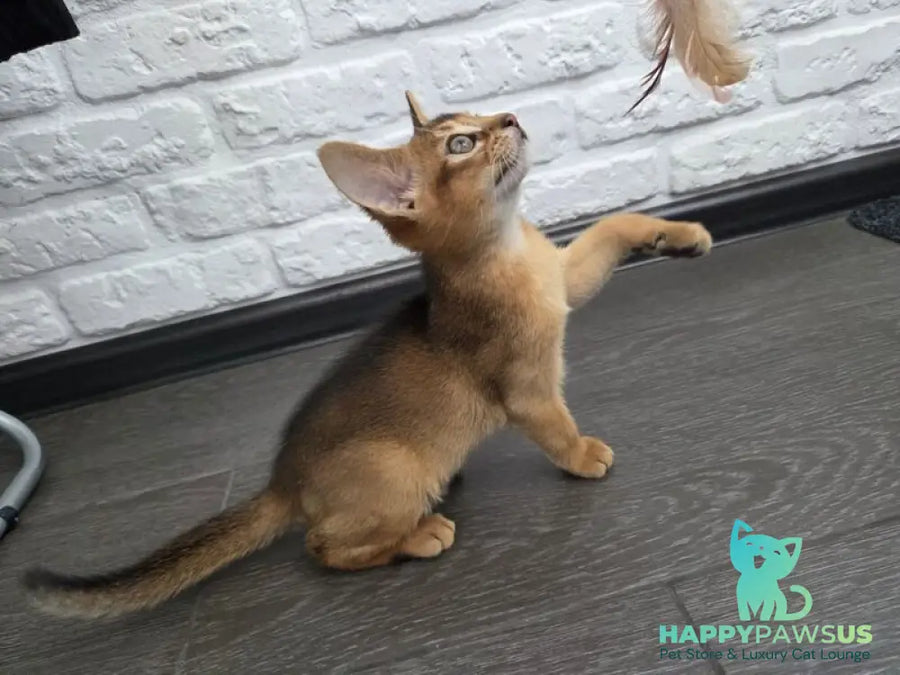 Alf Abyssinian male black - live animals