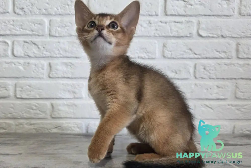 Alf Abyssinian male black - live animals