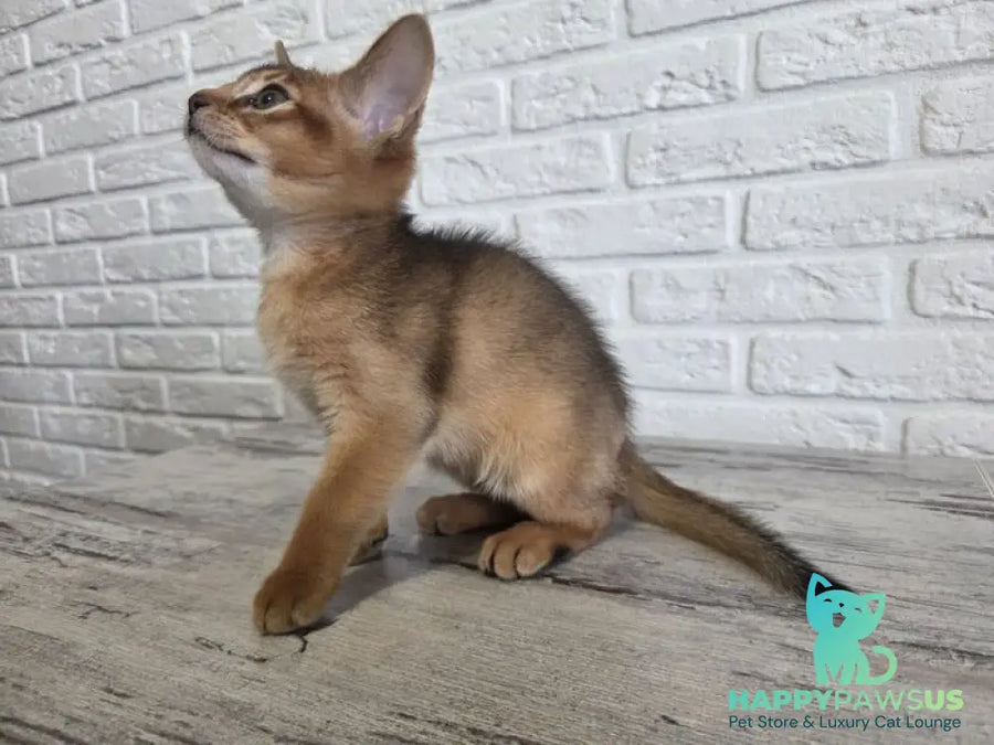 Alf Abyssinian male black - live animals