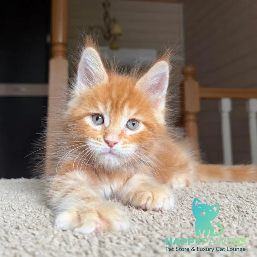 Alf Maine Coon male red tabby with white - live animals