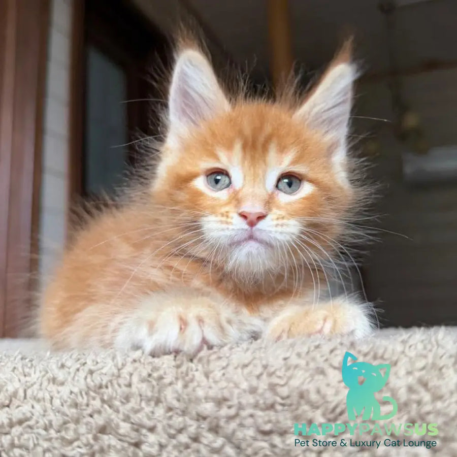 Alf Maine Coon male red tabby with white - live animals