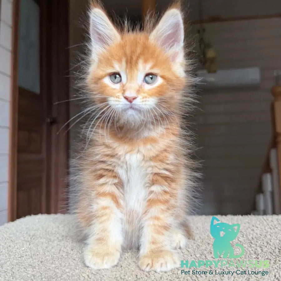 Alf Maine Coon male red tabby with white - live animals