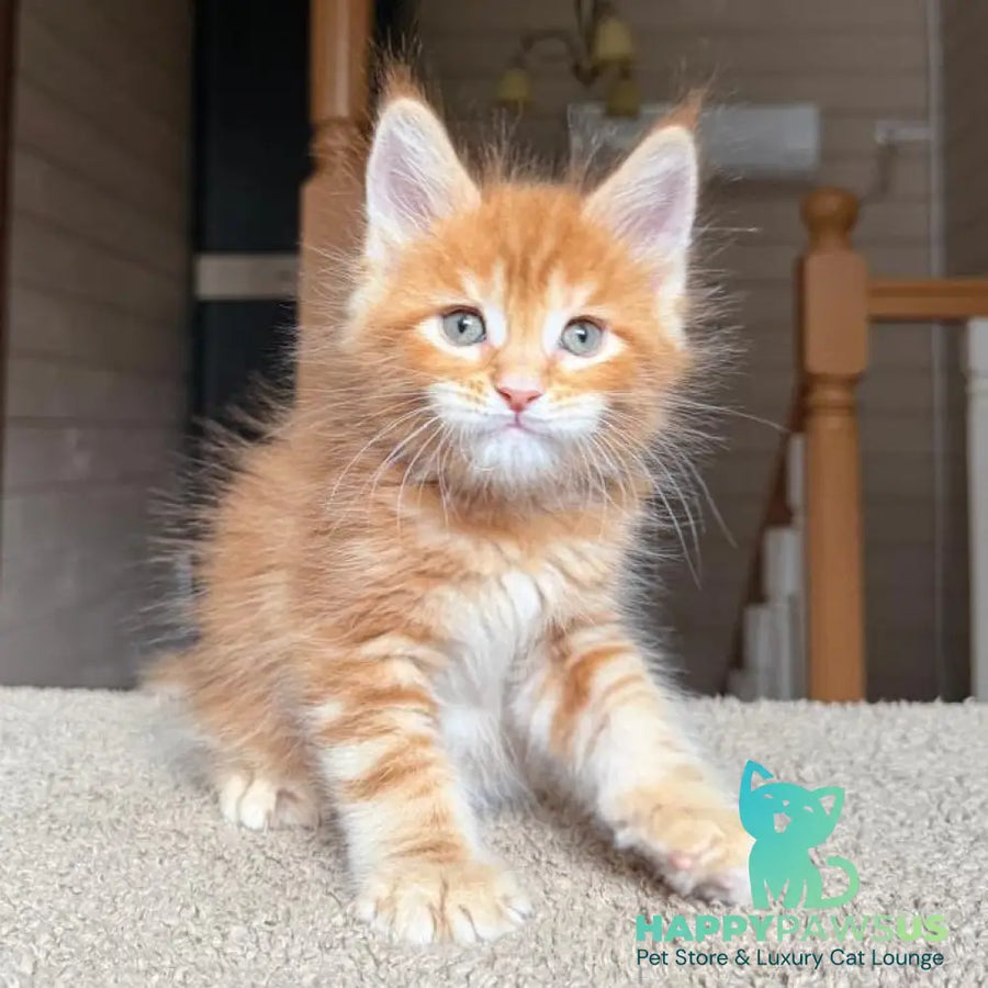 Alf Maine Coon male red tabby with white - live animals