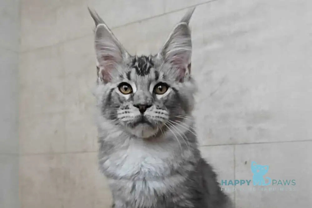 Alfa Maine Coon male black silver ticked tabby live animals