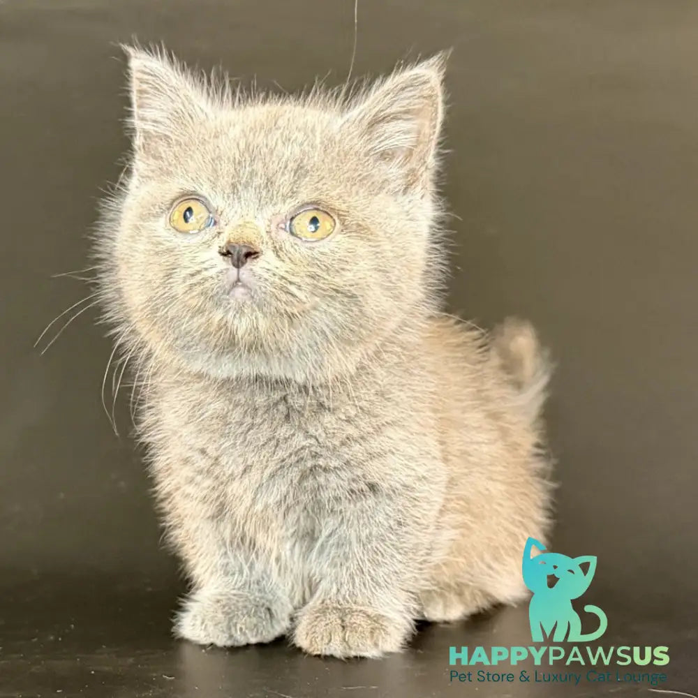 Alfie Munchkin male blue - live animals
