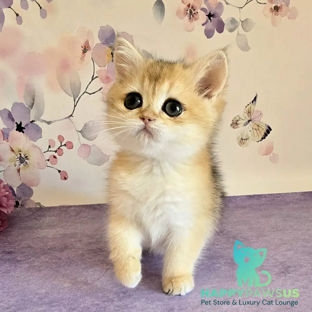 Alice British Shorthair female black golden shaded - live animals