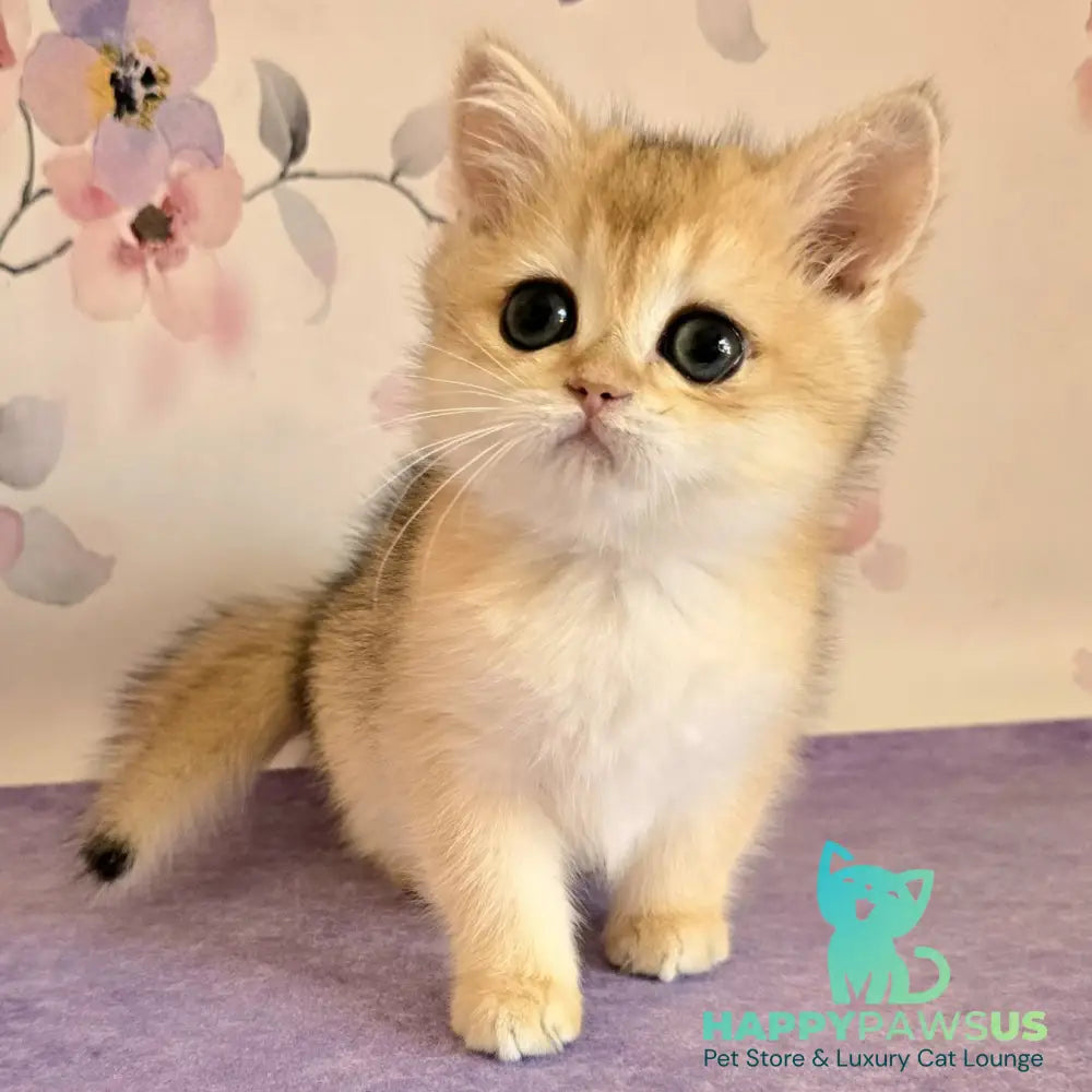 Alice British Shorthair female black golden shaded - live animals