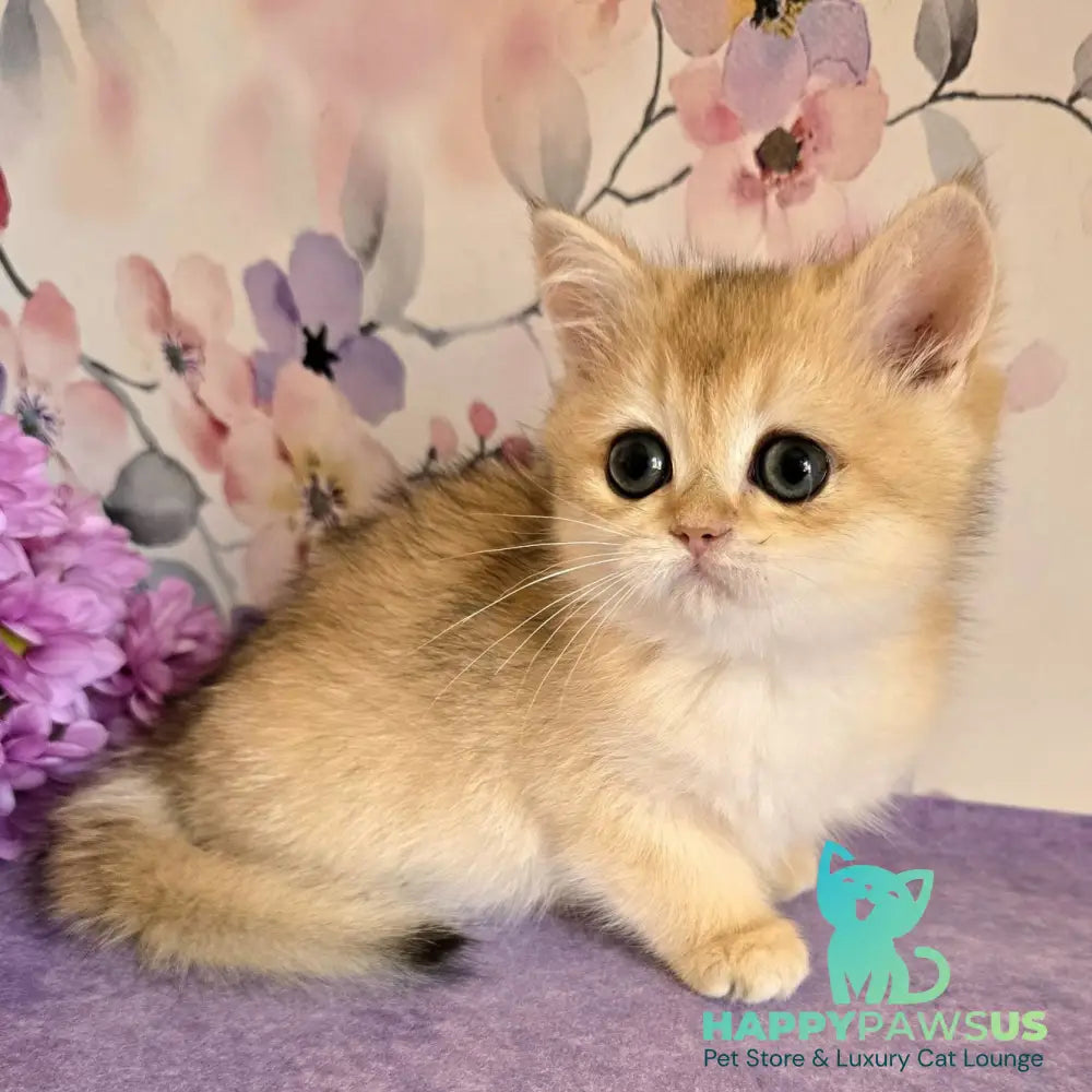 Alice British Shorthair female black golden shaded - live animals