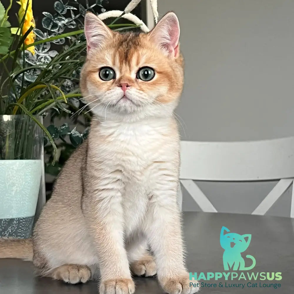 Alice British Shorthair male black golden shaded - live animals