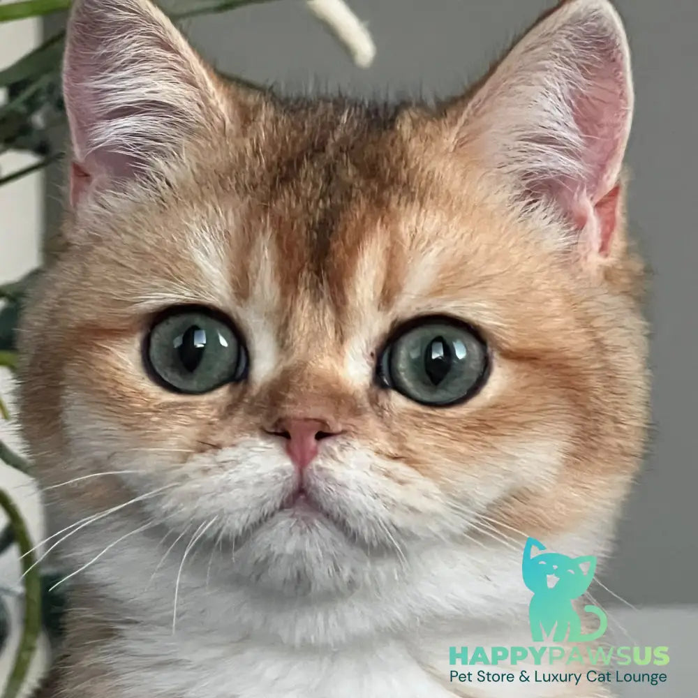 Alice British Shorthair male black golden shaded - live animals