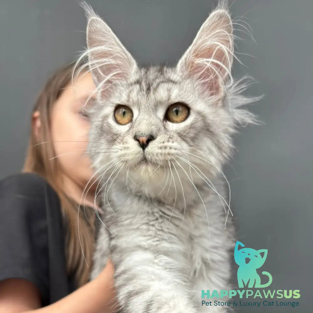 Alice Maine Coon female black silver spotted tabby - live animals