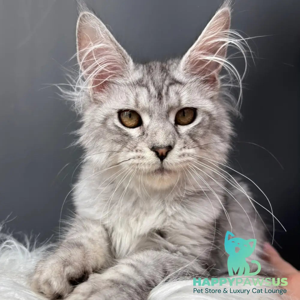 Alice Maine Coon female black silver spotted tabby - live animals