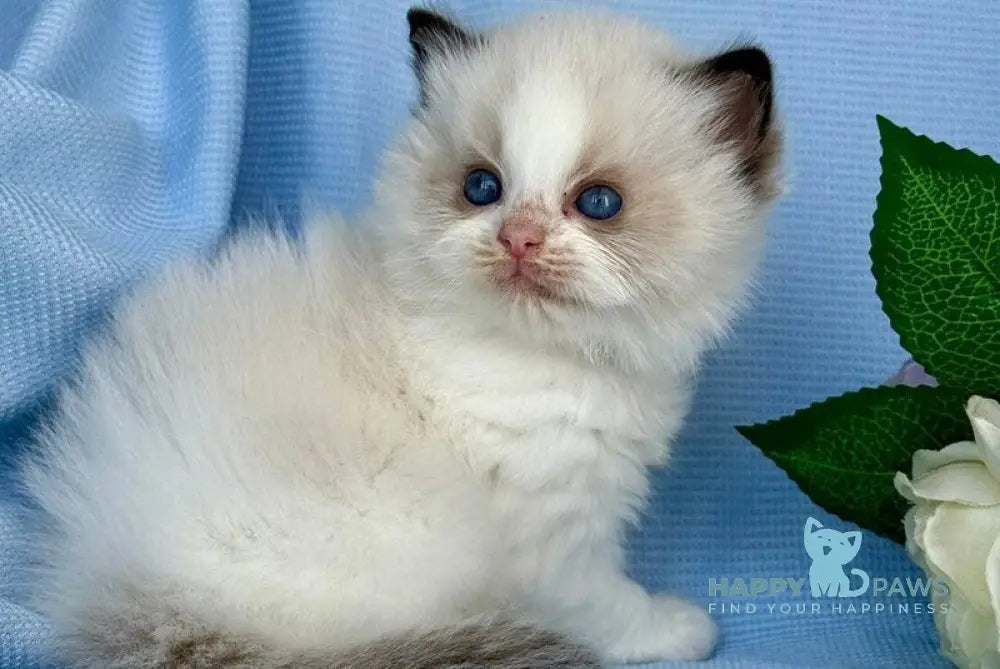 Alice Ragdoll female black bicolour live animals