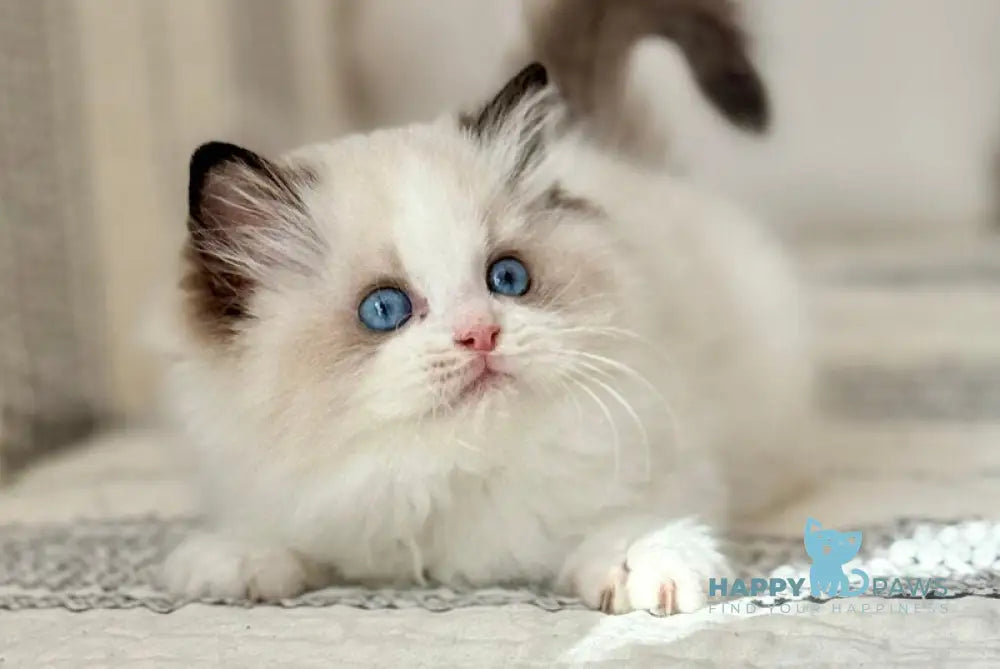 Alice Ragdoll female black bicolour live animals