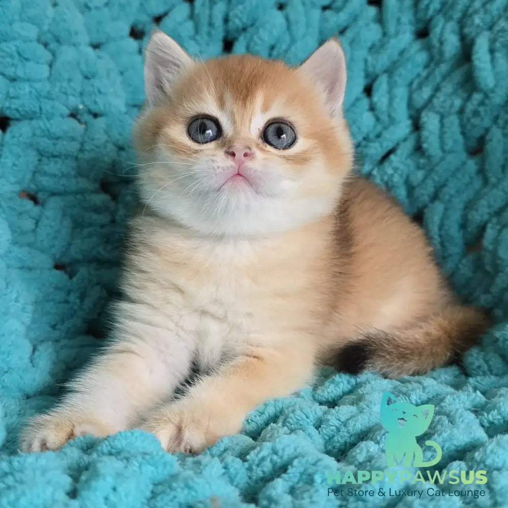Alice Scottish Straight female black golden shaded - live animals