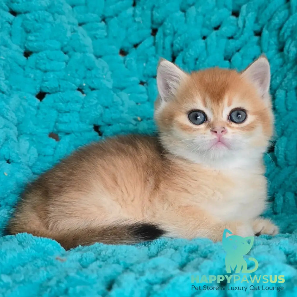 Alice Scottish Straight female black golden shaded - live animals