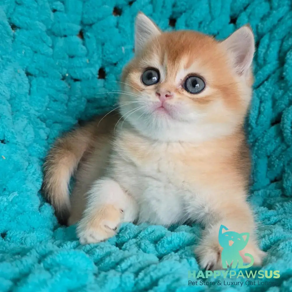 Alice Scottish Straight female black golden shaded - live animals