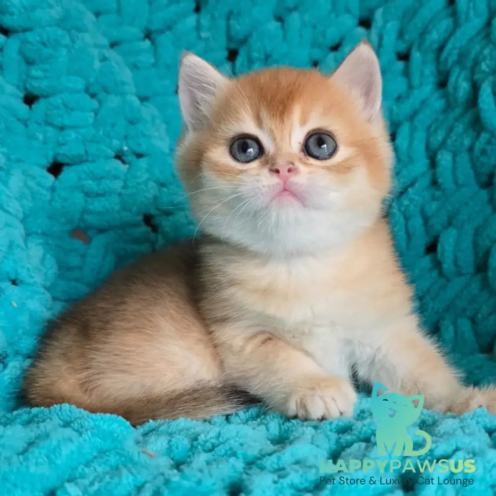 Alice Scottish Straight female black golden shaded - live animals