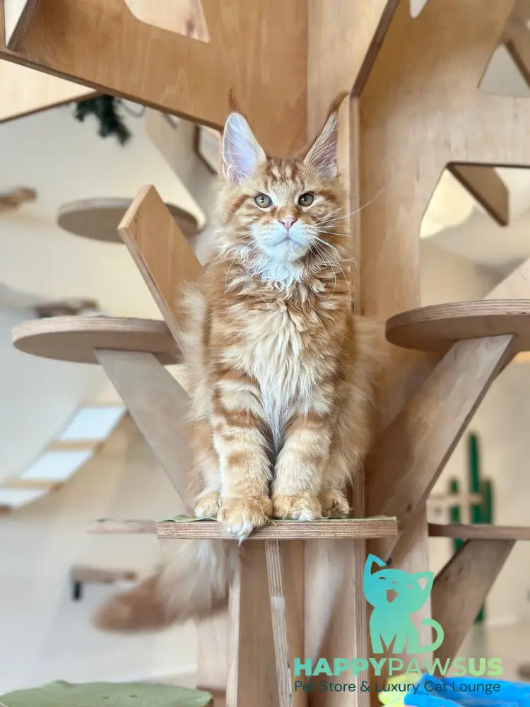 Alien Maine Coon male red tabby live animals