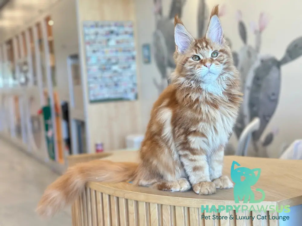 Alien Maine Coon male red tabby live animals