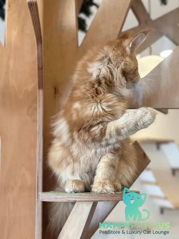 Alien Maine Coon male red tabby live animals
