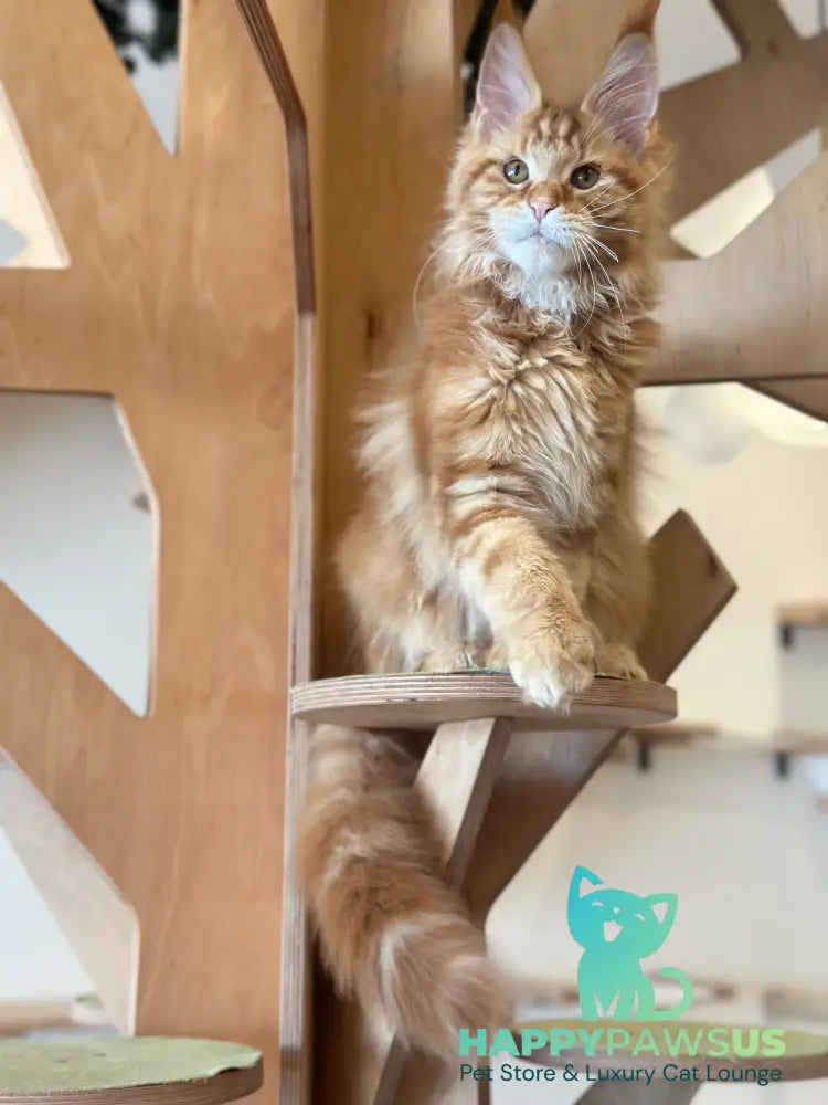 Alien Maine Coon male red tabby live animals