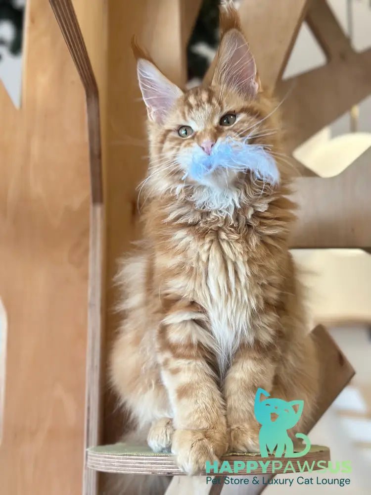 Alien Maine Coon male red tabby live animals