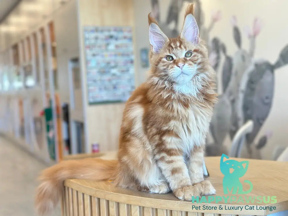 Alien Maine Coon male red tabby live animals
