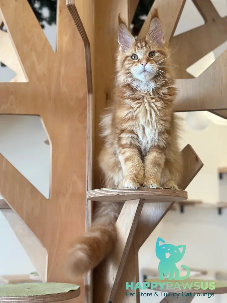 Alien Maine Coon male red tabby live animals