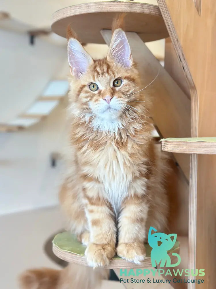 Alien Maine Coon male red tabby live animals