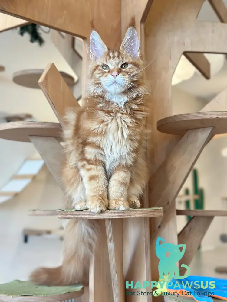 Alien Maine Coon male red tabby live animals