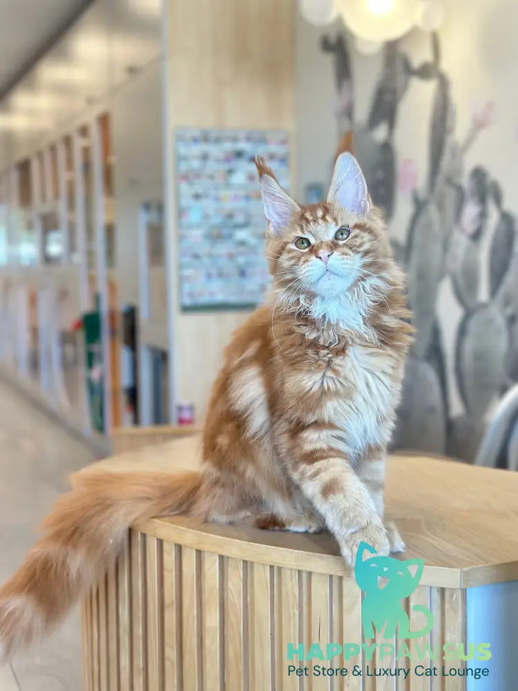 Alien Maine Coon male red tabby live animals